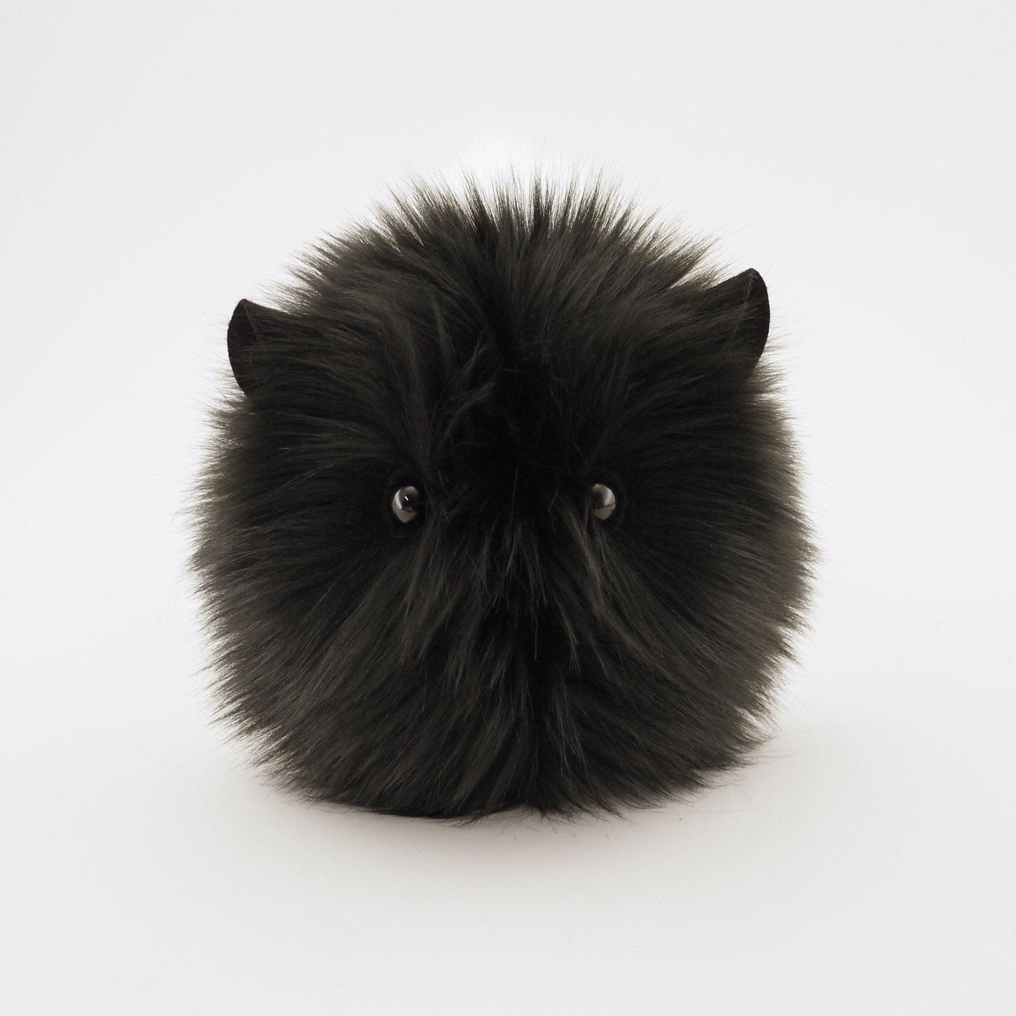 Harley the Black and White Guinea Pig Front View