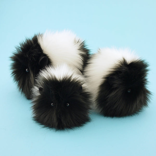 Harley the Black and White Guinea Pig Group Shot